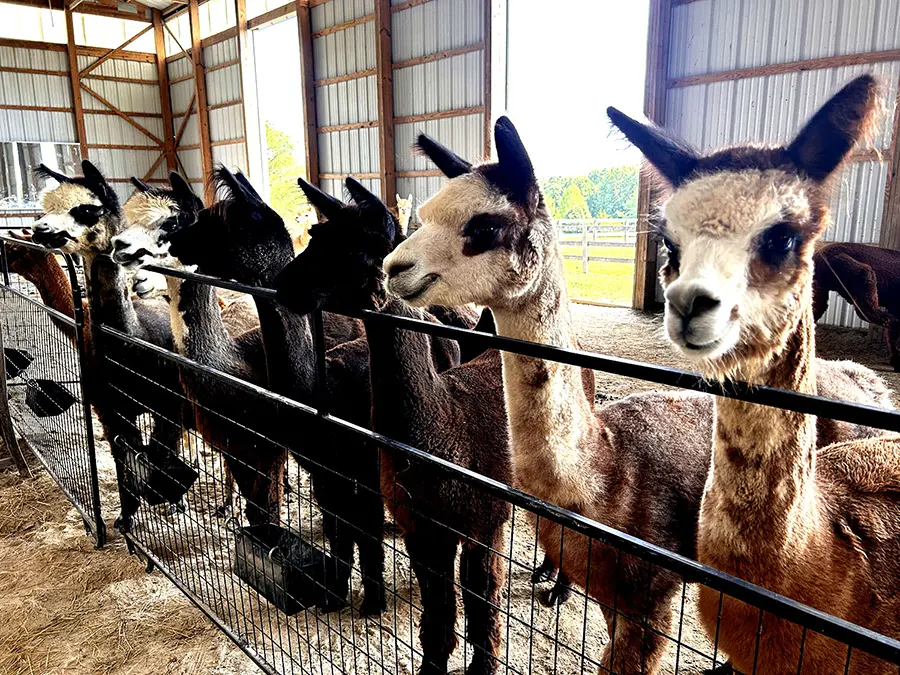A group of alpacas in a barn